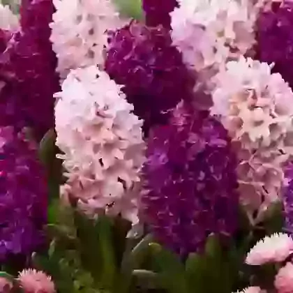 Two Tone Mix